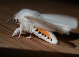 Virginian Ermine